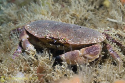 Edible crab. North Wales. D200, 60mm. by Derek Haslam 